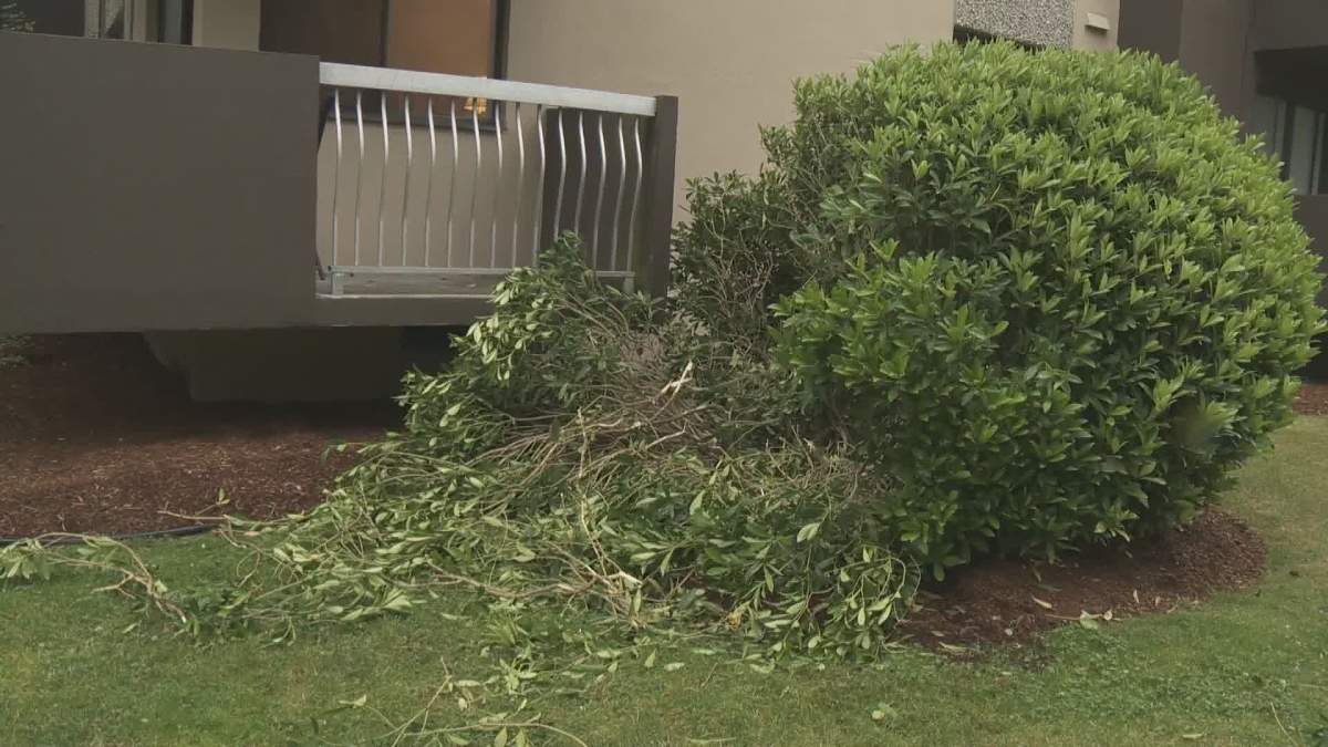The bush that broke a man’s fall after he fell as many as 11 storeys allegedly attempting to flee police.