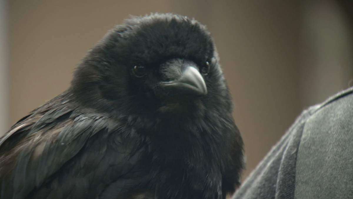 Canuck the Crow hasn't been seen since Friday.