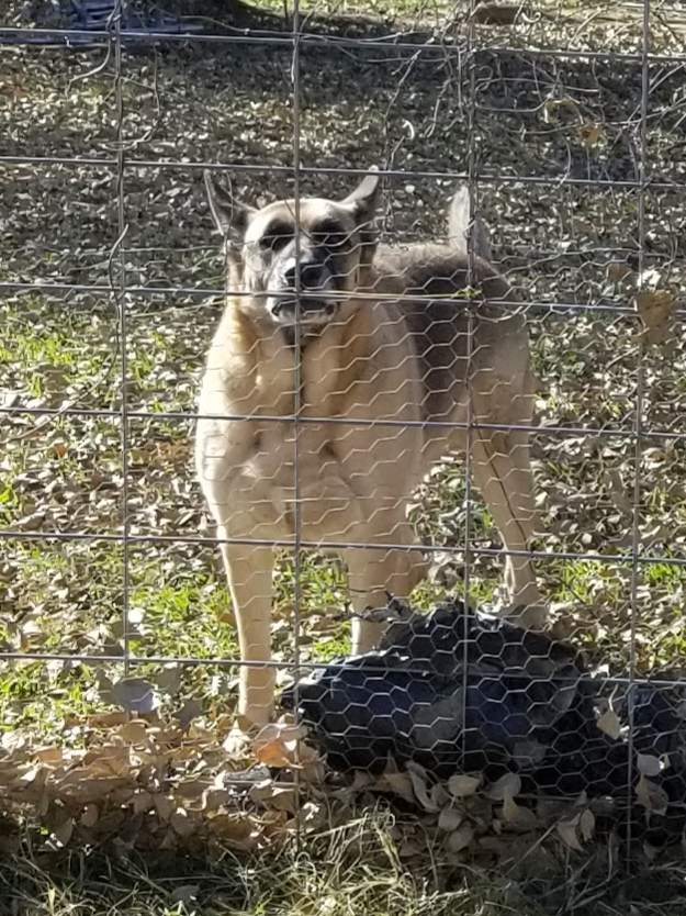 RCMP believed Whisenand may have been travelling with this dog.