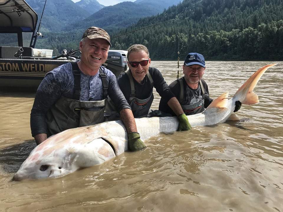 Fishing guide Jay Grant and clients from the Ukraine were "over the moon" when they landed this rare, pure-white sturgeon on Tuesday in the Fraser Canyon. 