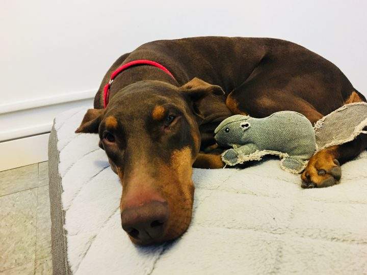 "Gentle Alice" needs surgery to repair an injured knee.