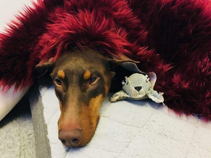 Alice getting cozy in her bed with her squirrel toy.