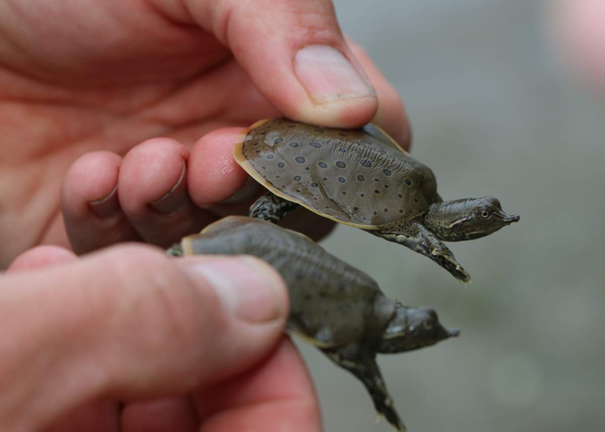Photos of spiny softshell turtles, an endangered species.