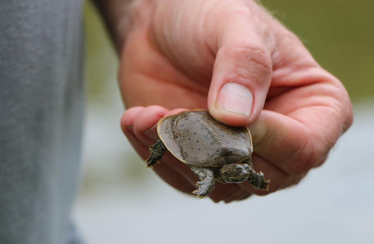 A spiny softshell turtle, an endangered species. The Southern Ontario At Risk Reptiles program has helped rebound the species’ population since it began in the 1990s. There are about 1,500 to 2,000 adult spiny softshell turtles across Canada, of which approximately 600 are in the Thames River.