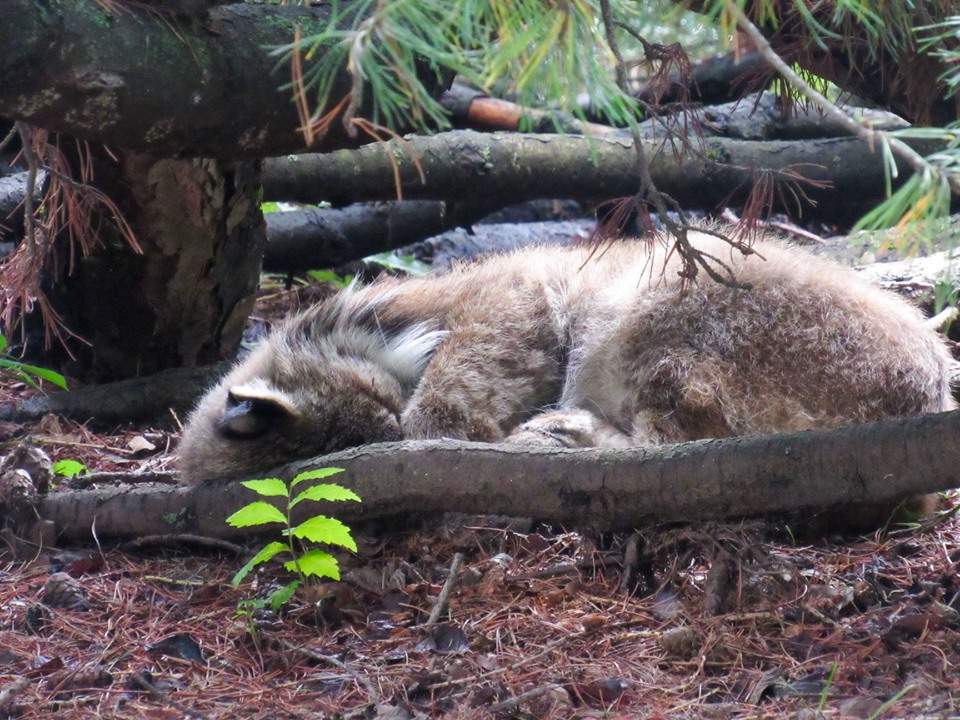 A lynx is spotted resting outside the Alberta Legislature. 