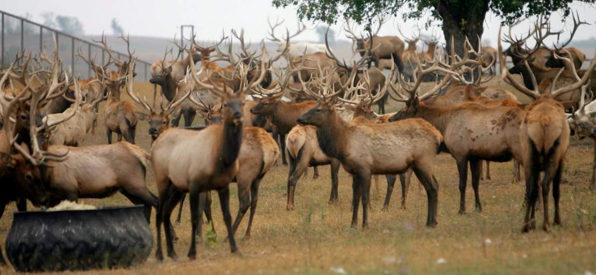 This herd of elk, shown on a farm just south of Pine Island, Minn., was killed by USDA in 2009  because the herd was exposed to chronic wasting disease. (AP Photo/Rochester Post-Bulletin, Jerry Olson.)