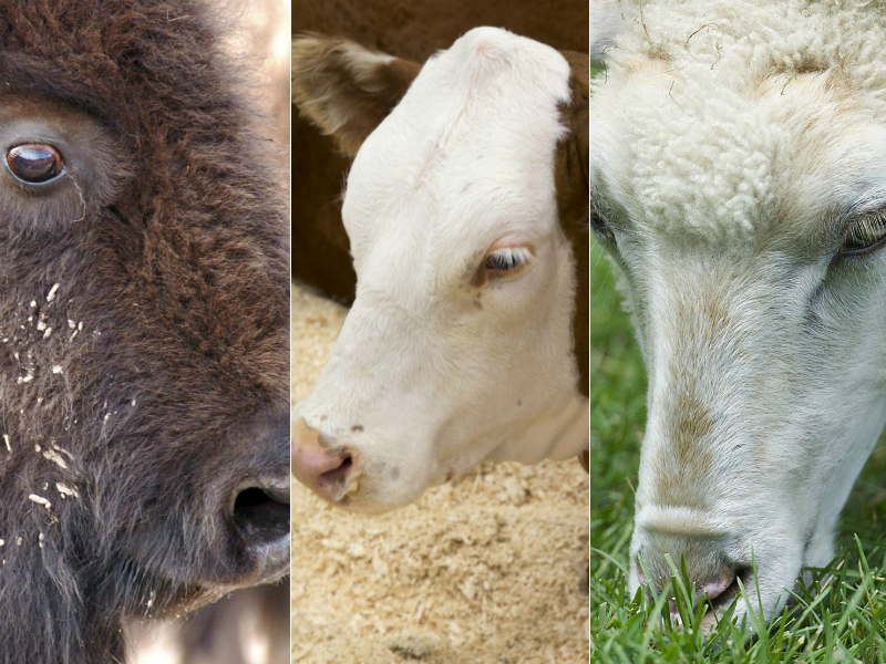 Left to right, a bison, a cow and a sheep.