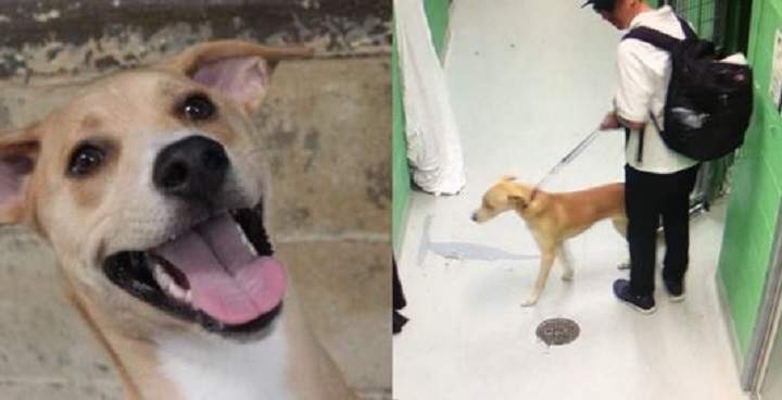 Toronto Humane Society staff say a man took 10-month-old Milo from the shelter Friday afternoon.