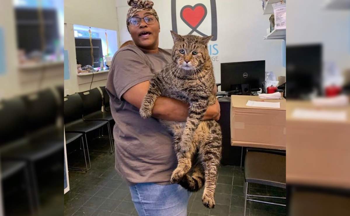 Beejay the 'chonky' cat weighs in at an astonishing 26 pounds.