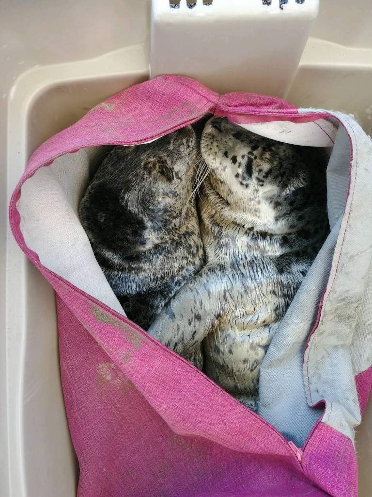 A man zipped these two newborn pups inside a couch cushion case and drove them to the Vancouver Aquarium Marine Rescue Centre in the backseat, right next to his dog.