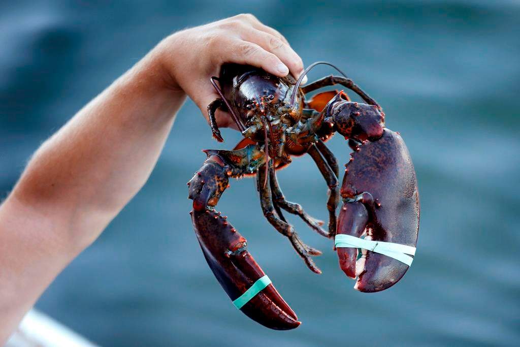The Canadian Food Inspection Agency has recalled lobster and crab in brine products due to botulism concerns.