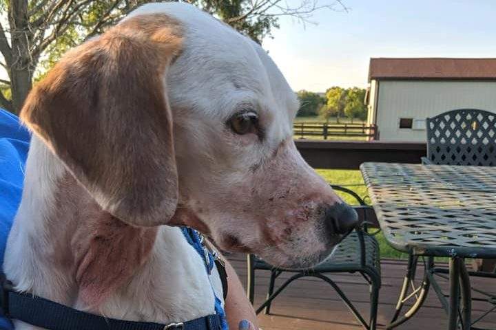 The Butler County Sheriff's Office investigated a potential animal cruelty case involving this dog, named Dani.