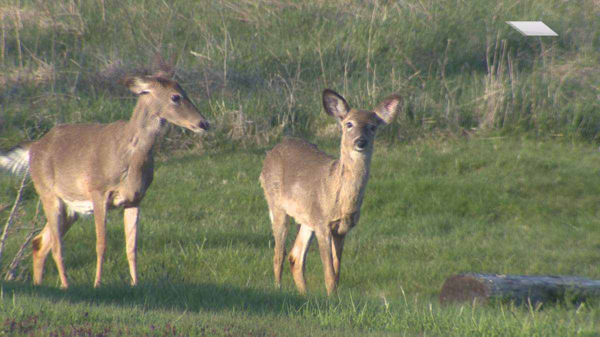 Drivers beware: It’s deer collision season in Manitoba - image