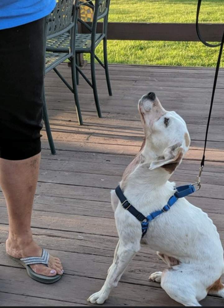 A dog named Dani is shown after it was turned in to officials in Butler County, Ohio.