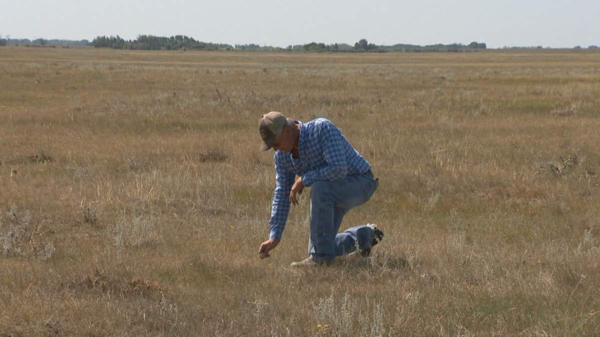 Bob Bildersheim has land and livestock west of Brooks, Alta where conditions are currently in a severe drought state.