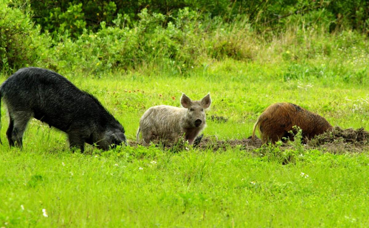 Why ‘30-50 feral hogs’ have hijacked the U.S. gun reform debate - image