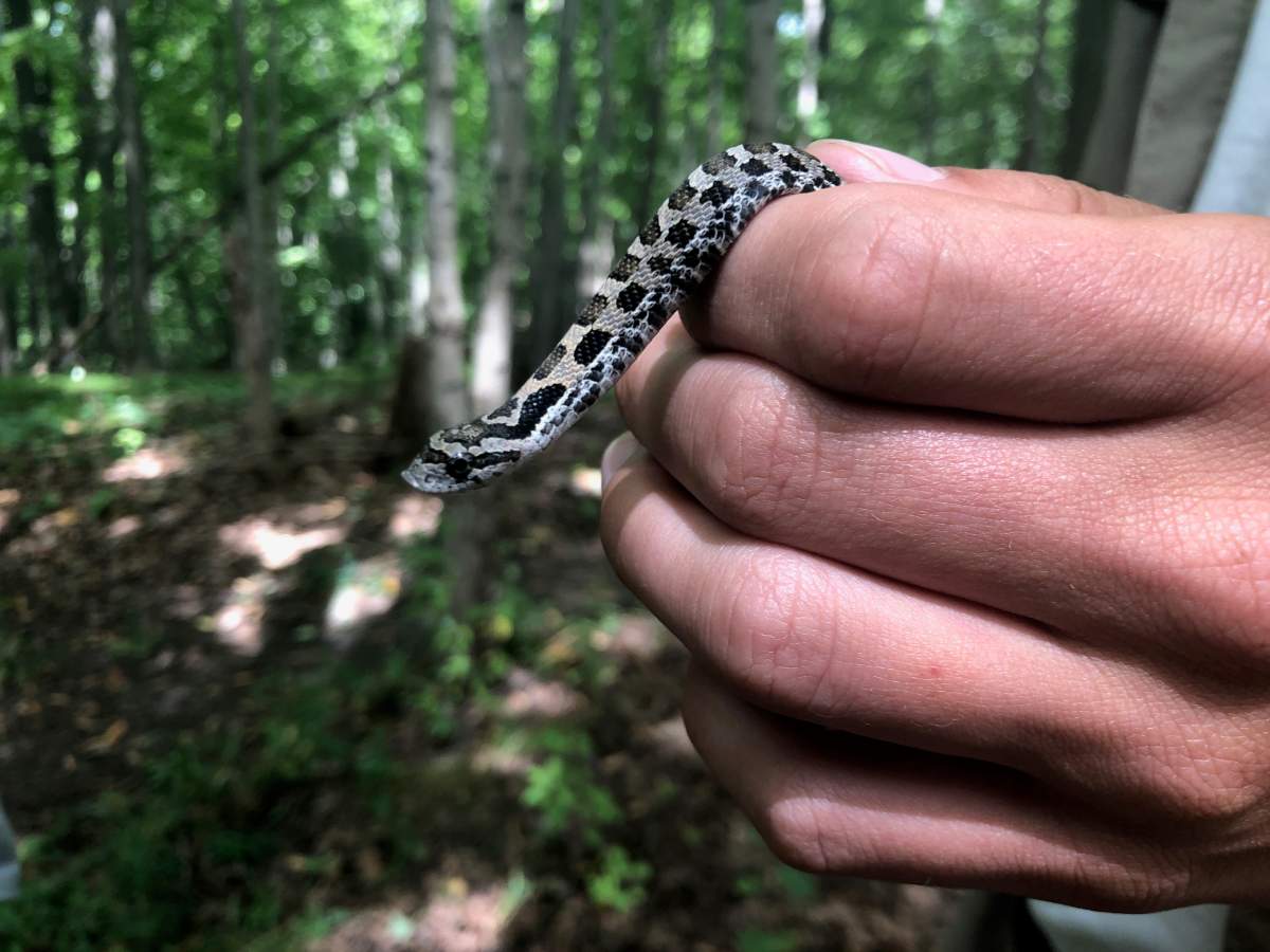 Upper Thames River Conservation Authority releases at-risk species the Eastern Hog-nosed Snake back into wild after their first-ever successful incubation