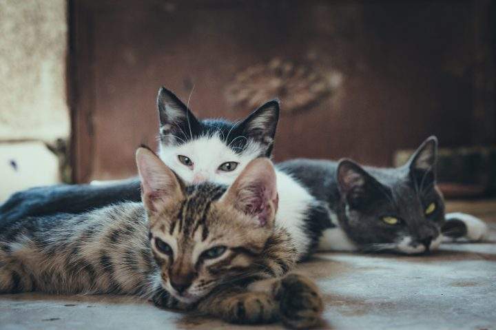 The cat population on Umashima Island in Japan has dwindled dramatically since 2014.