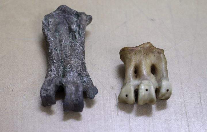 The monster penguin fossil, a tarsometatarsus, left, is displayed next to a similar bone for an emperor penguin in Christchurch, New Zealand, Wednesday, Aug. 14, 2019.