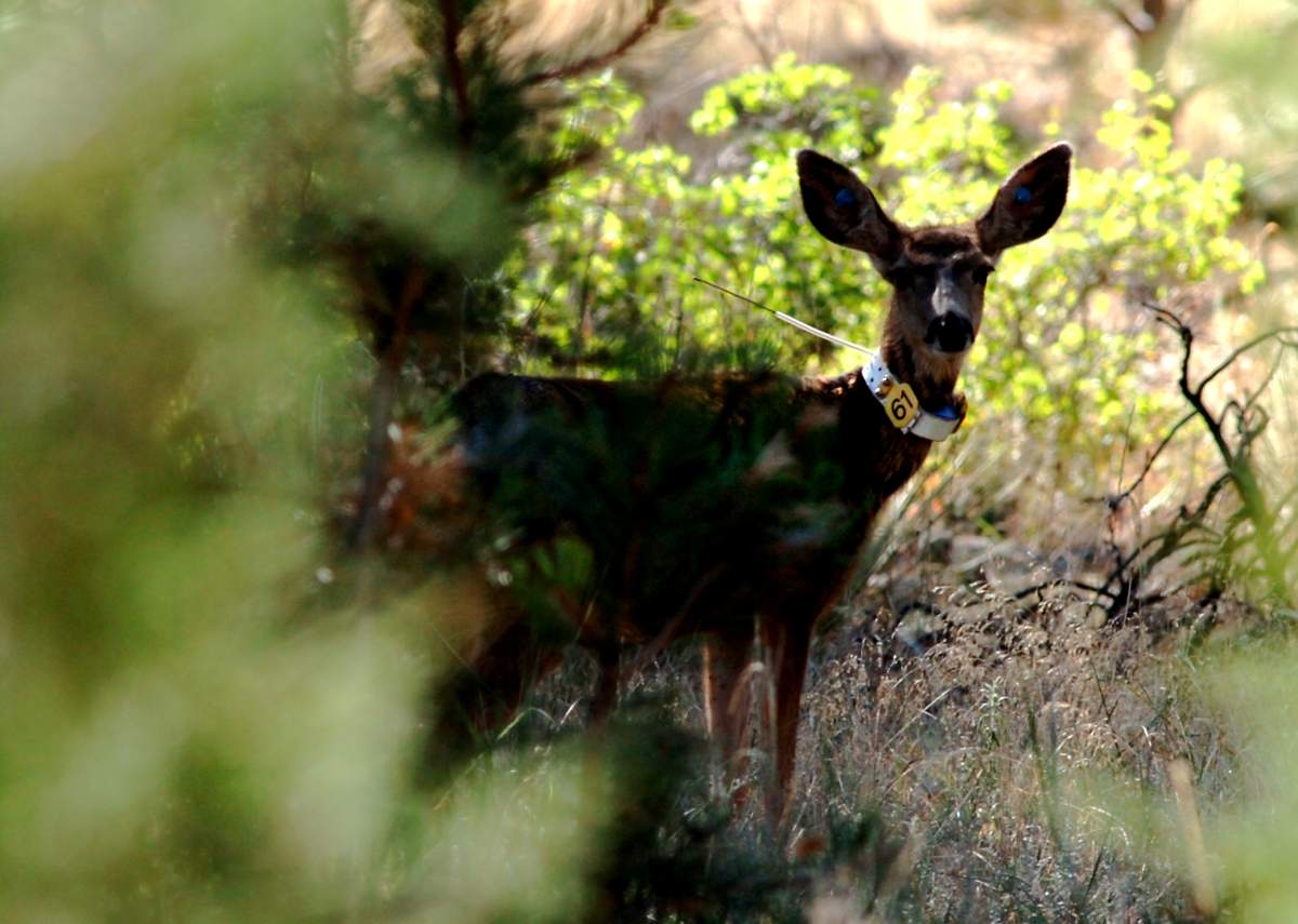 Over the past few years, CWD has made its way through elk and deer populations in multiple Canadian provinces.