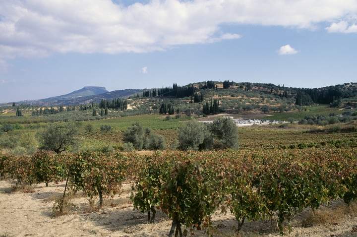 GREECE - AUGUST 04: Cultivated land in Nemea, Peloponnese, Greece. 