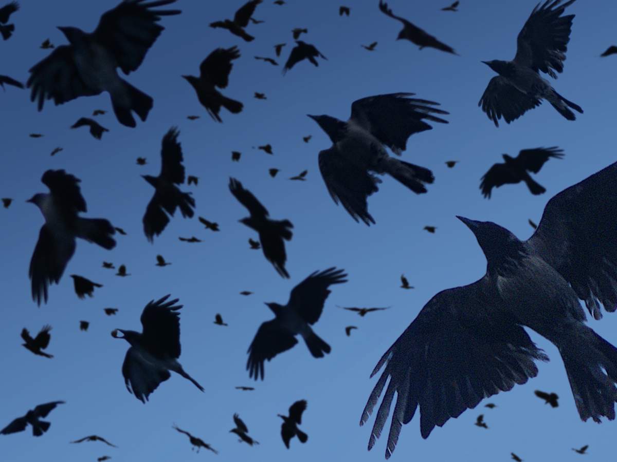 Crows in the wind.