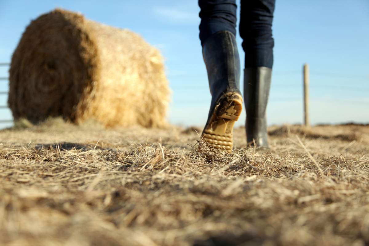 12 Manitoba RMs declared a state of agricultural emergency Thursday.