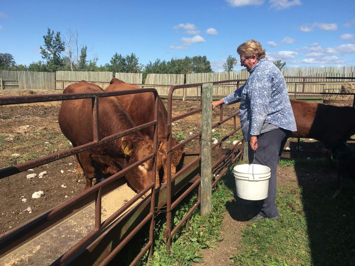 Dianne Riding feeds her cattle Thursday afternoon.