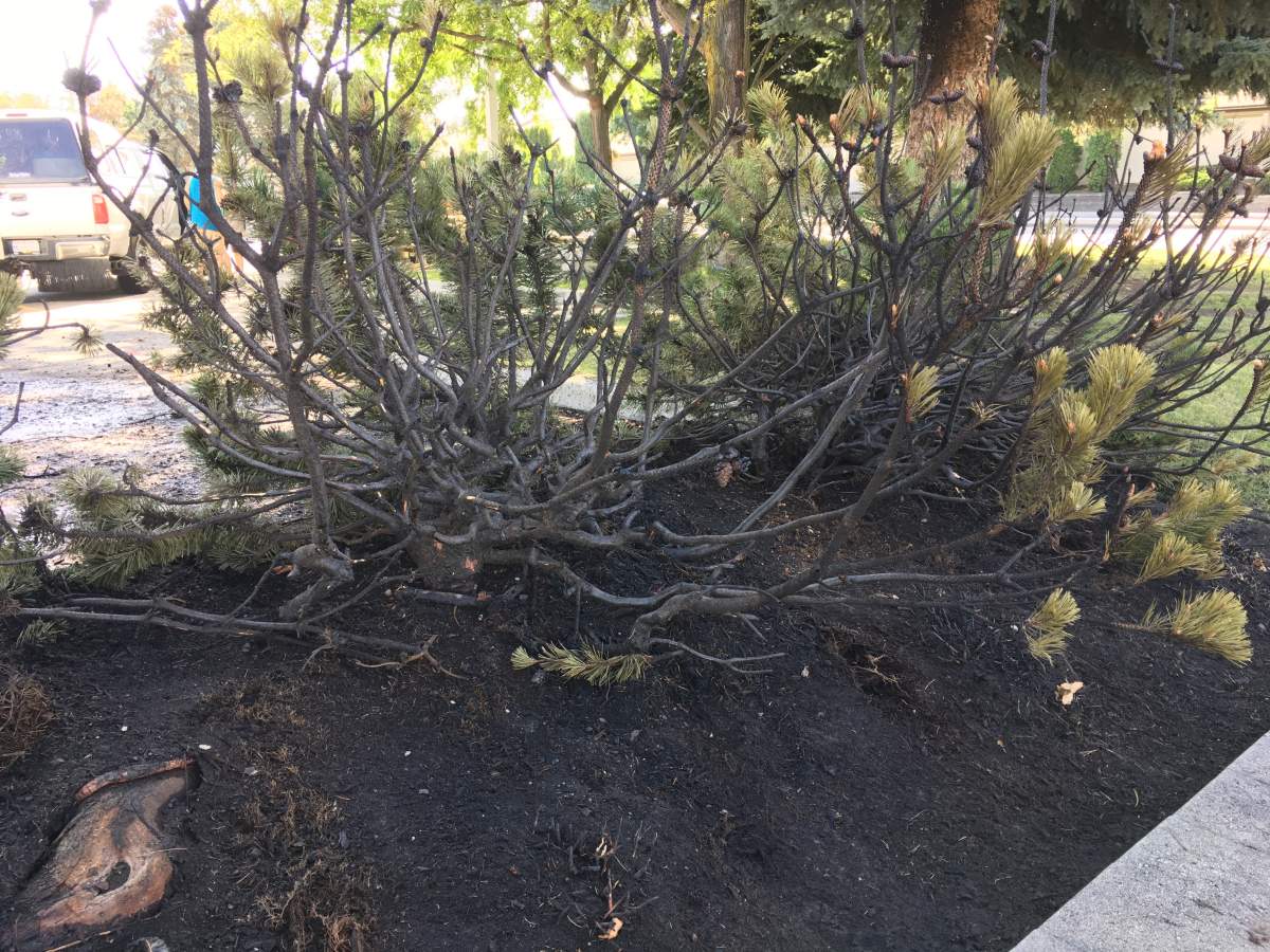 The shrub fire along Leckie Road happened around 6:30 a.m., but was quickly extinguished by firefighters.