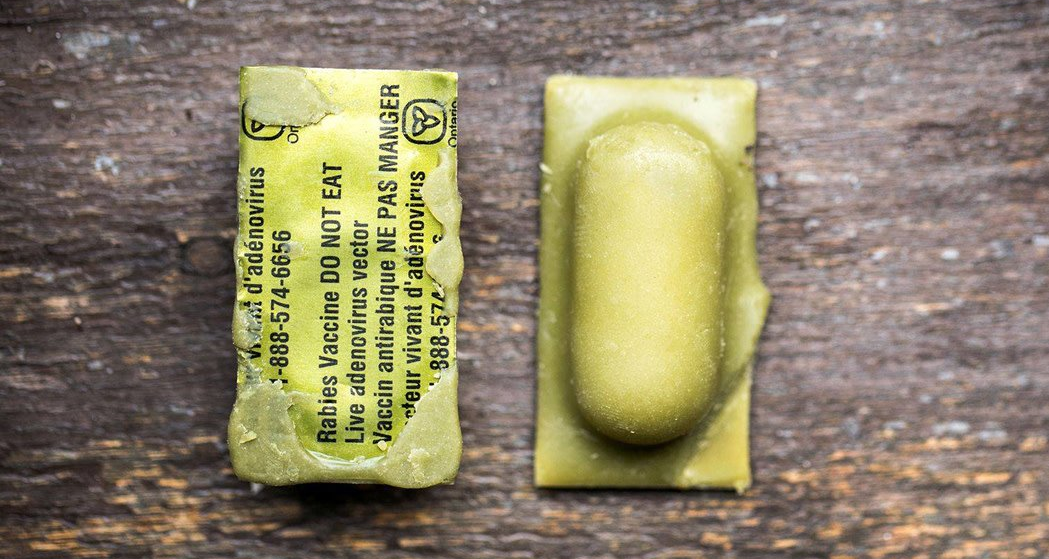 A rabies vaccine bait used by Ontario’s Ministry of Natural Resources and Forestry during its summer vaccine helicopter drop.