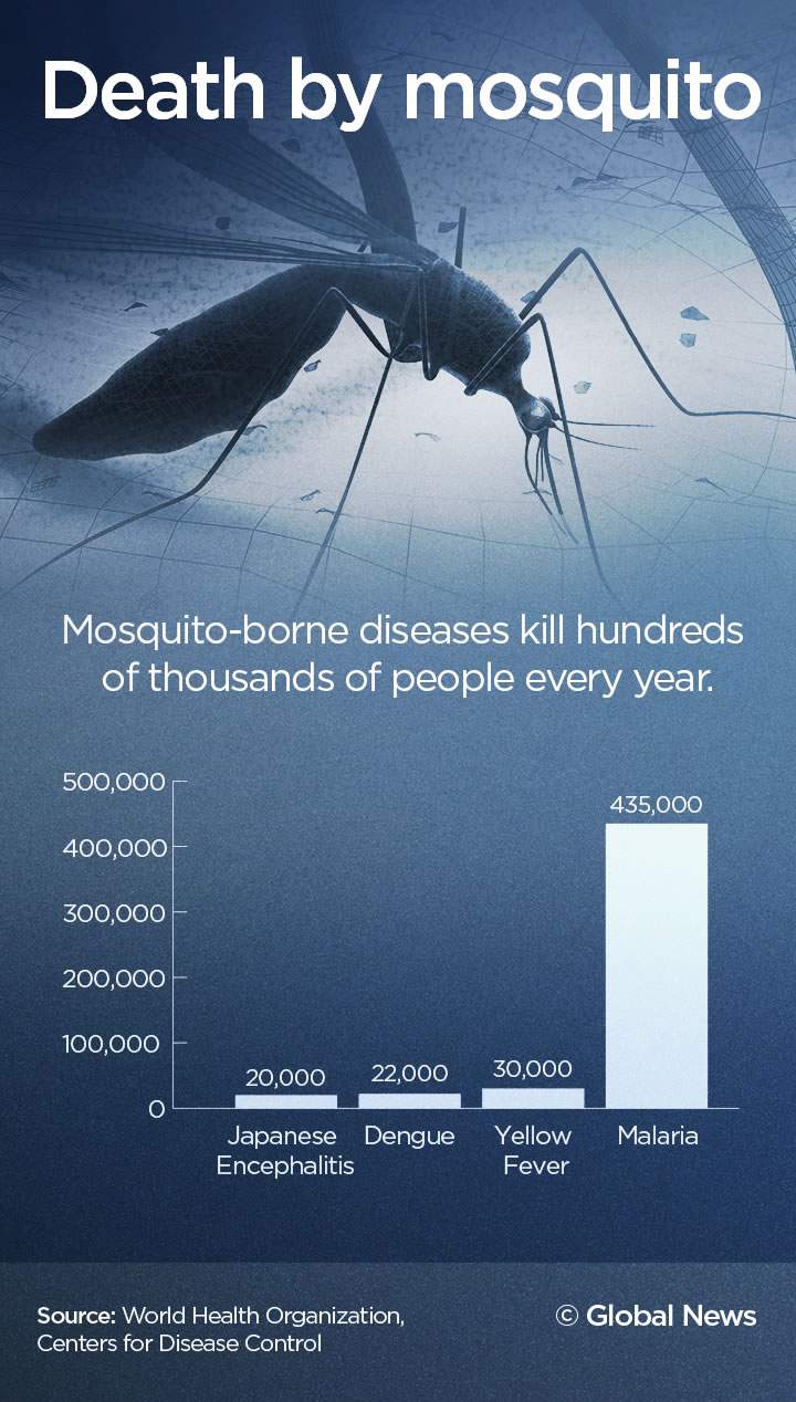 Mosquitoes are on the move due to climate change, and they could bring diseases - image