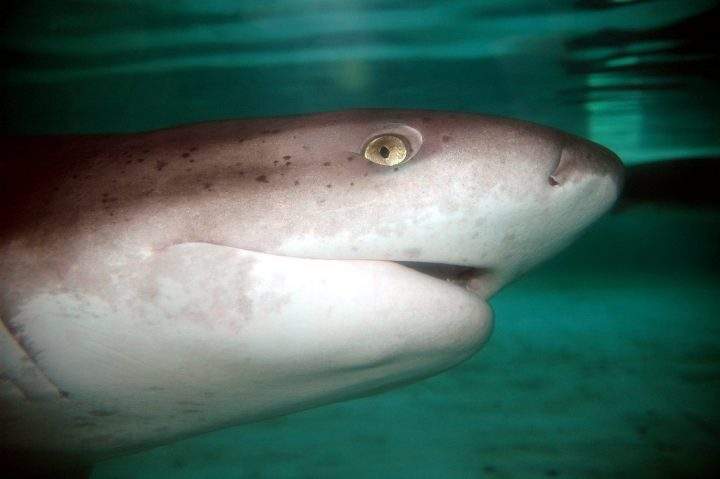 A sevengill shark is shown in this file photo.