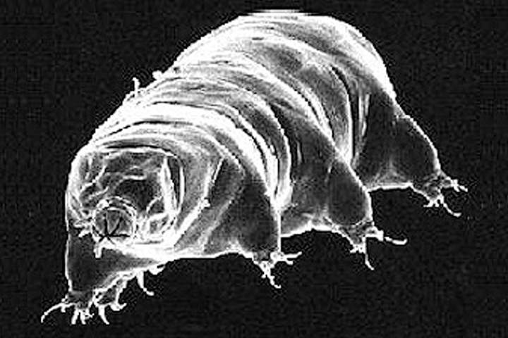 An electron micrograph scan of a tardigrade, or water bear, is shown.