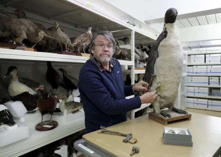 Dr. Paul Scofield, senior curator natural history at Canterbury Museum, holds the fossil, a tibiotarsus, top, next to a similar bone of an emperor penguin in Christchurch, New Zealand, Wednesday, Aug. 14, 2019.