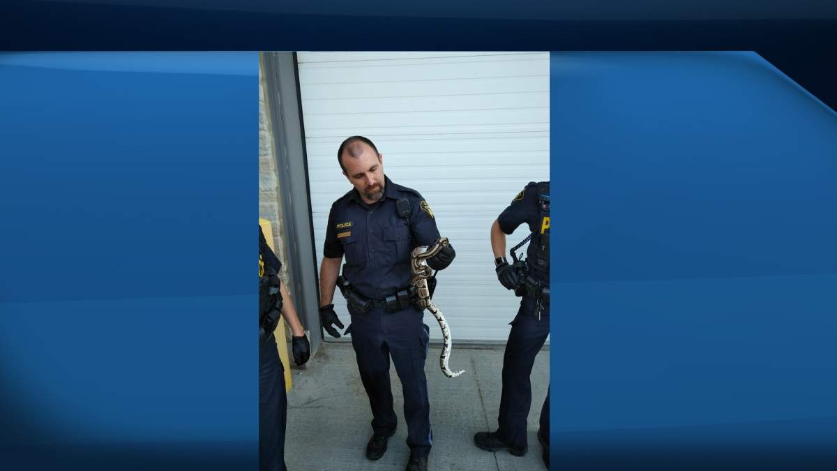 Wellington County OPP say officers caught a four-foot Ball Python this week on the Aboyne Walking Trail.