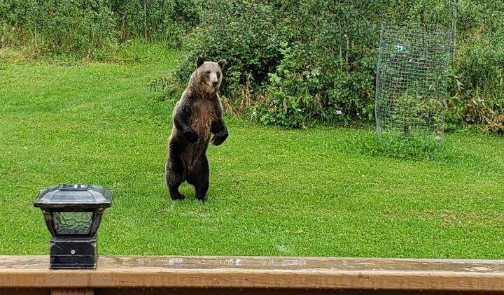 An Alberta woman was terrified when she came upon three grizzly bears in her backyard on Saturday, Aug. 17, 2019.