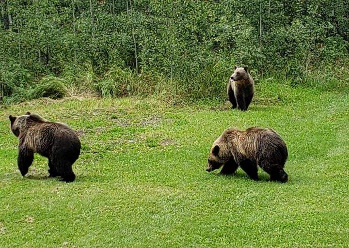 An Alberta woman was terrified when she came upon three grizzly bears in her backyard on Saturday, Aug. 17, 2019.