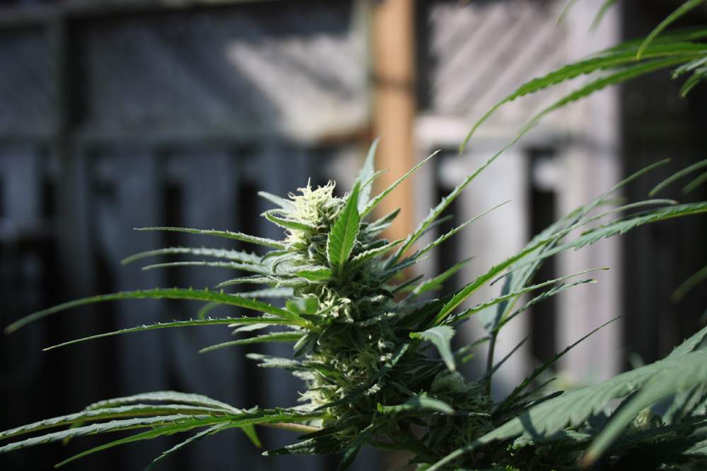 A Lindsay man is accused of stealing three homegrown cannabis plants from properties in Lindsay.