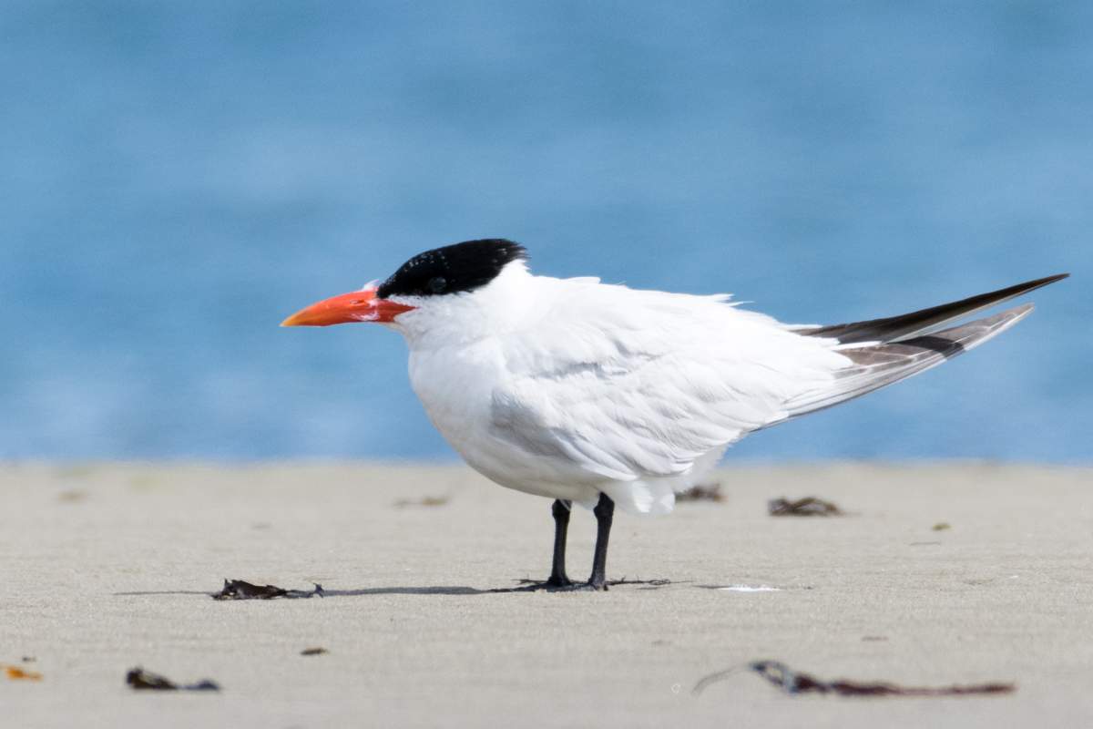 A Caspian tern is shown in this handout photo. In the wake of post-tropical storm Dorian bird watchers have been posting hundreds of photos of rarely spotted birds that have blown onto East Coast shores.