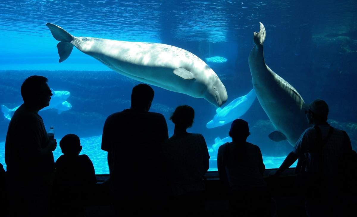 Tourists line up at a viewing area to see two Marineland attractions, a Killer Whale calf swimnming with its mother and a small pod of Beluga Whales in Niagara Falls, Ont. on Wednesday July 18, 2001. 