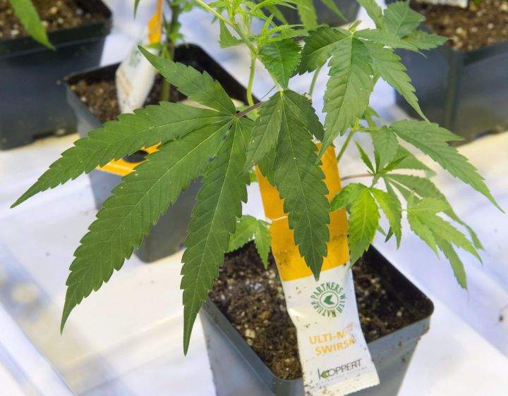 Cannabis seedlings are seen at the new Aurora Cannabis facility Friday, November 24, 2017 in Montreal.