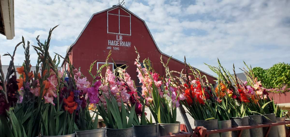 Hagerman Farms, Prince Edward County.
