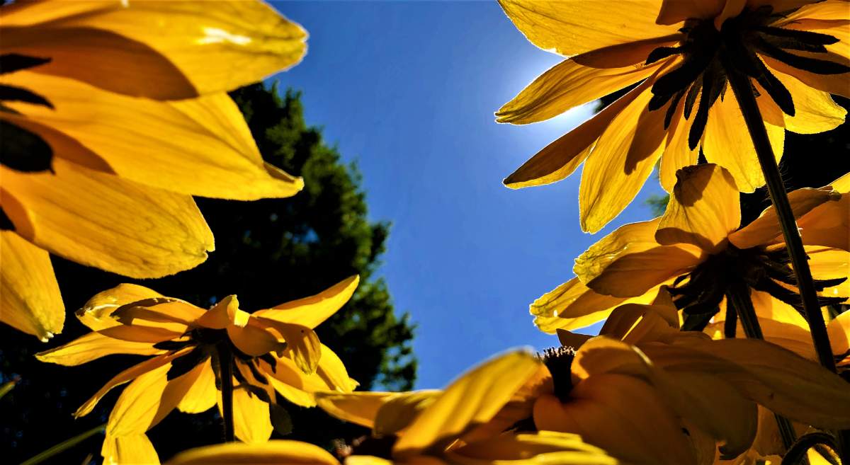 Monday through Wednesday are all seeing highs of 31 C in London, and Thursday's high is expected to be 25 C. .