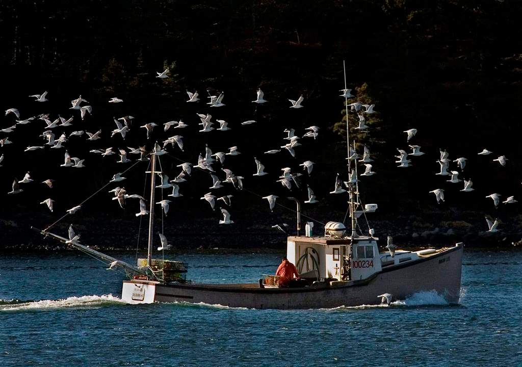 A lobster boat is escorted by a flock of sea gulls as it heads to port in Eastern Passage, N.S. on Monday, Dec. 29, 2008.