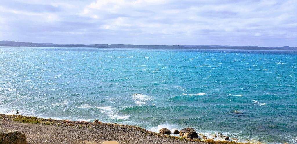 Phytoplankton blooms in Seal Cove in Conception Bay South are shown in this Sunday Sept. 8, 2019 handout image. The blooms have turned some eastern Newfoundland waters bright turquoise over the last week.