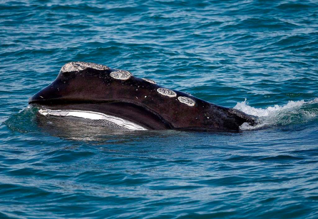 In this March 28, 2018 file photo, the baleen is visible as a North Atlantic right whale feeds on the surface of Cape Cod bay off the coast of Plymouth, Mass.