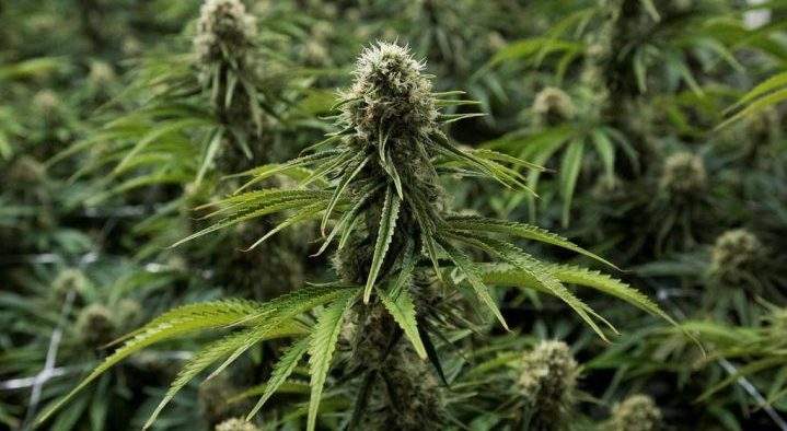 Police said three suspects, including one with a gun, got into a house through an unlocked back door and demanded marijuana from the homeowners.