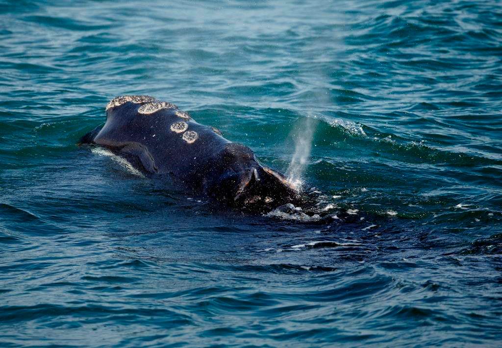 A North Atlantic right whale feeds on the surface of Cape Cod bay off the coast of Plymouth, Mass., Wednesday, March 28, 2018. Massachusetts' attorney general is calling for political leaders in eastern North America to commit to stronger protections of critically endangered North Atlantic right whales.