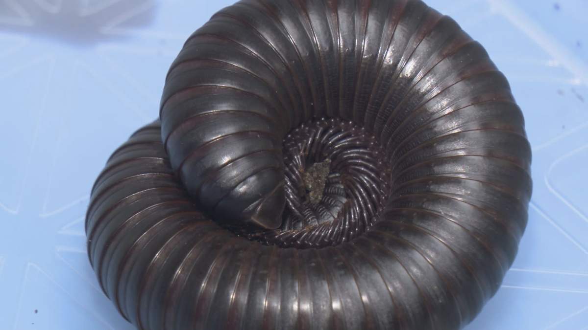 More than 2,000 exotic animals were seized from a Surrey home.