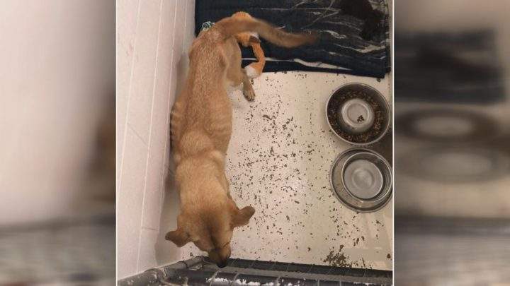 One of the emaciated dogs seized by Animal Protection Services of Saskatchewan.